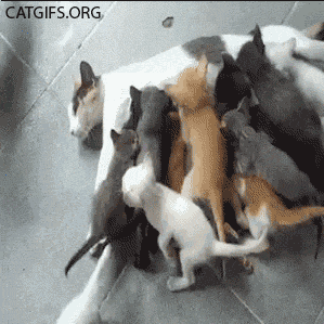 089_manycats_cat_gifs